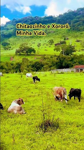 Chitãozinho and Xororó. My life.