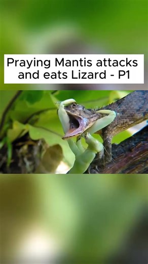 Praying Mantis attacks and eats Lizard - P1 #reel #snake #wildanimals #mantis | Mantix Snake