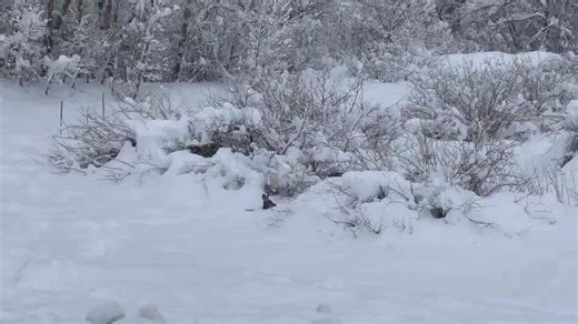 1.6K views · 30 reactions | 歷Oh deer...歷 Watch as a young deer attempts to hop through feet of heavy snow as a winter storm continued in Cascade, Colorado on Friday, March 15. #COwx Credit: Amanda via Storyful | WeatherBug | Facebook