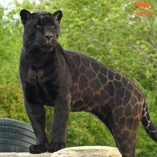 😻 Without a doubt, Neron has the BEST markings! His rosettes are so prominent, and this is most likely due to a slight underproduction of melanin! 🖤 Let us know what you think of Neron in the comments below! | The Big Cat Sanctuary