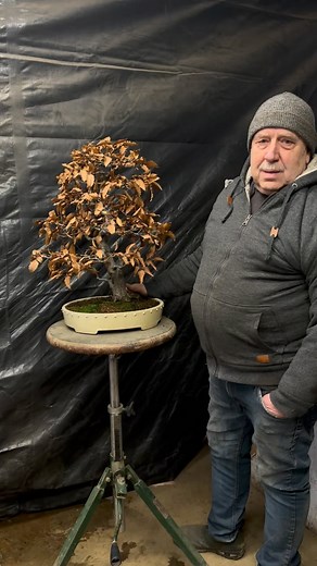 Winter protection for the Japanese beech🤎 | David Easterbrook Bonsai