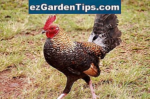 Arbres tropicaux d'Hawaï 🌱 Conseils Jardiniers - Fr.ezGardenTips.com