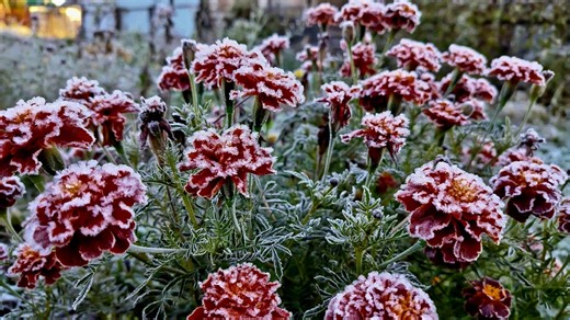 How To Identify False Spring & Protect Your Plants