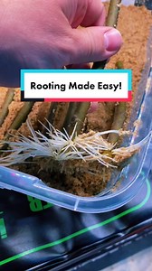 Sand Propagation Method for Rooting Cuttings at Home