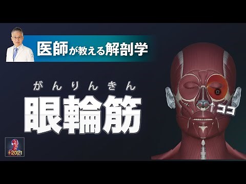 眼輪筋とは？【医師による解剖学解説】