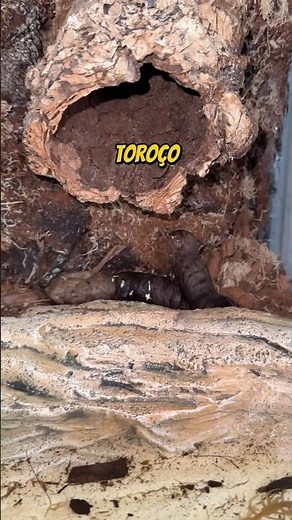 What does a cow's poop look like? | wildboppre #shorts