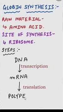 Globin Synthesis #hemoglobin