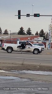 70K views · 535 reactions | OSTRICHES ON THE LOOSE: Several ostriches gave police a challenge after escaping from their enclosure in Alberta, Canada. (Credit: Destiny Nanaquewetung) https://bit.ly/2Ed0W1P | WPDE ABC15 | Facebook