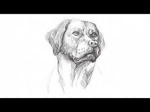 Realistic Golden Retriever Portrait Drawing – Step-by-Step Tutorial for Beginners