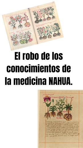 En 1552, los sabios del Anáhuac escribieron el Libellus de Medicinalibus Indorum Herbis, un códice lleno de conocimientos sobre plantas sagradas, curaciones, y medicina ancestral. ¿Y qué hizo España? Se lo llevó. Tradujeron, borraron nombres en náhuatl, firmaron con apellidos españoles y lo guardaron en sus bibliotecas como si fuera su descubrimiento. 🤦🏻‍♀️ Mientras en Europa seguían haciendo sangrías, en el Anáhuac ya curábamos con más de 2 000 plantas medicinales, equilibrio energético y sab