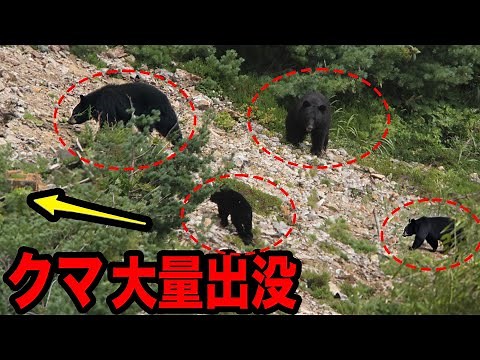 [Complete edit] The worst year for bear attacks on record