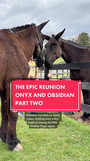 Heartwarming Reunion of Onyx and Obsidian at Sanctuary