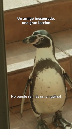 Juan Salvador también cambió mi vida 🐧❤️‍🩹#LeccionesDeUnPingüino ya disponible en #PrimeVideo #AmazonPrimeMX