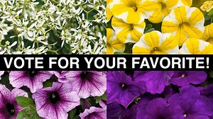 36K views · 1K reactions | Cast your vote for Plant of the Year!  https://goo.gl/YC2HlY | Garden Answer | Facebook