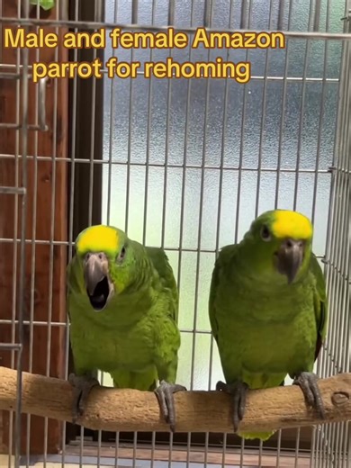 conures and other parrots (@parrots_for_rehoming_usa)’s videos with Cheer Up - COZY CLOU:D