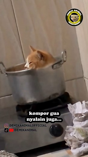 250K views · 8.5K reactions | SAMPE MATENG #reel | Demik Animal | Facebook