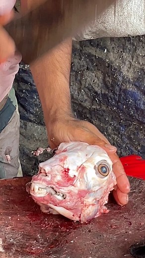 Full goat head cutting process #goathead #goatheadcutting #goat #meat #mutton #reels #reelsinsta #reelschallenge #reelsfacebook #reelsviral #reelsvideo #reelsfb #reelsfyp | Meat And Fish Cutting