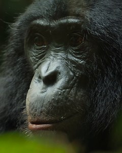93K views · 2.8K reactions | Female bonobos live in highly social matriarchal communities and are experts at leading their troops! #NatGeoQueens, narrated by Angela Bassett, is now streaming on Disney+ and Hulu. | National Geographic TV | Facebook