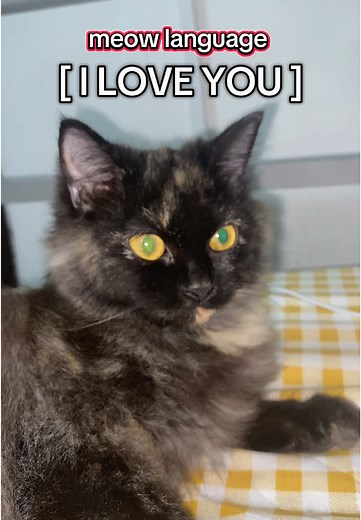 Meow Language: 'I Love You' From Your Cat!