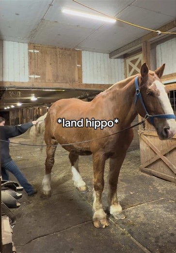 Draft Horses: Overcoming Challenges in Equestrian Care