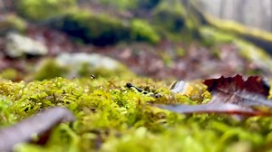 7.5K views · 77 reactions | Oh to be a black-and-gold flat millipede...