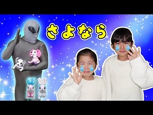 "Goodbye, Sakura Cookie..." ~ Caring for lost pets ~ Days spent with Hello Summer. himawari-CH