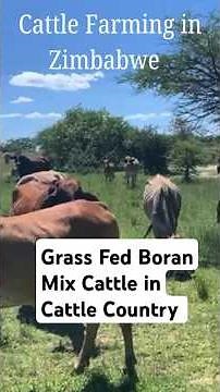 Cattle Farming in Zimbabwe #farming #agriculture #zimbabwe #africanfarming #africanfarmers