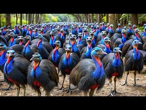 Austrália Selvagem: Predadores, Presas e Paisagens Incríveis - DOCUMENTÁRIO INÉDITO