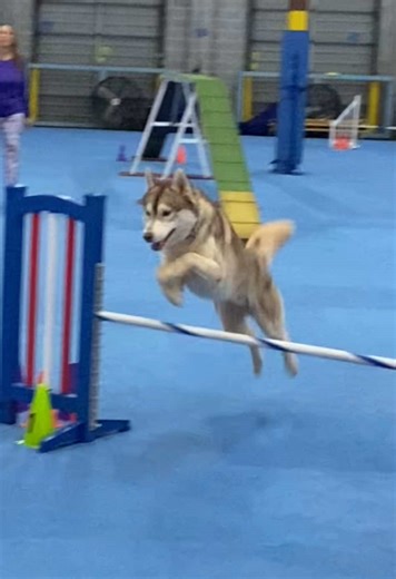Agility training with Volt! My 17 month old Siberian Husky ❤️ ⚡️ #siberianhusky #agilitytraining #huskytraining #huskiesoftiktok #agilitydog