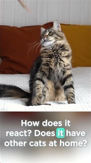 Hidden Hurts: How to Spot and Manage Feline Chronic Pain | VetFolio Voice