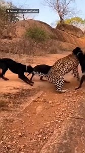 In a rare and dramatic encounter, a group of dogs confronts a powerful leopard! 🐕⚡🐆 The fearless pack surrounds the big cat, barking loudly and attacking together. Even though the leopard is stronger and more dangerous alone, teamwork gives the dogs surprising power in this intense face-off. Will the leopard fight back or escape to safety? Watch till the end to see how this shocking wildlife battle unfolds! 🏷️ Hashtags: #DogsVsLeopard #WildlifeDrama #AnimalAttack #PackPower #BigCat #NatureBat