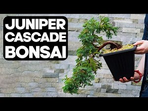 How to create a Juniper Cascade Bonsai
