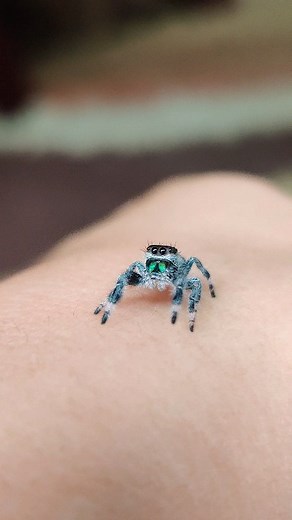 3.1K views · 67 reactions | Such a rainy day today ️ Phidippus Regius Juvenile #arachnids #animals #animalplanet #babyanimals #cute #discover #explore #exoticpets #fyp #insects #jumpingspiderbreeder #jumpingspiders #reptilesofinstagram #jumpingspidersofinstagram #jumpingspider #love #macro #nature #green #phidippusregius #regaljumpingspider #salticidae #reels #reeloftheday #spiders #wildlife #zelda #life #videos #pets | Danie's Arachnids | Facebook