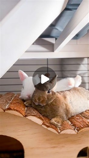 Bunny love and joy through Reels | Here’s a little bunny reminder: Life’s too fleeting to be anyone but yourself. Embrace your quirks, celebrate your uniqueness, and let your... | Instagram
