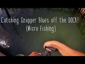 Catching SNAPPER Blues off the DOCK (micro fishing)