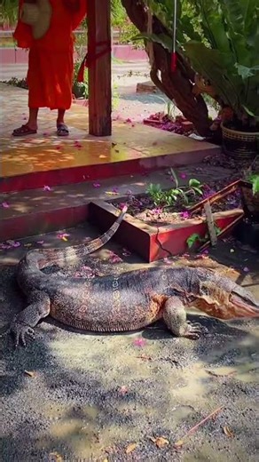 What kind of this animal this tail very dangerous 😱😱 #youtubeshorts #viral #viralshorts #animals