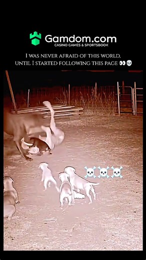 WeirdlyWild on Instagram: "The Chupacabra, whose name literally translates from Spanish as "goat-sucker" (chupar meaning "to suck" and cabra meaning "goat"), is one of the most famous cryptids in modern folklore. The legend originated in Puerto Rico in the mid-1990s following a series of mysterious livestock deaths where animals were found dead with small puncture wounds in their necks and, according to local reports, completely drained of blood. Initially described as a bipedal, alien-like crea