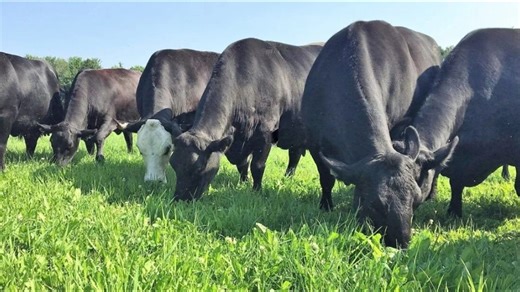 Maine meat producers frustrated by slaughterhouse backlogs