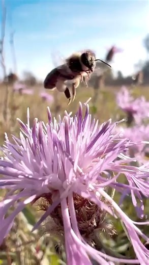 20 reactions |  “It’s not about how loud you buzz, it’s about what you’re building.” | Uncommon Bees | Facebook