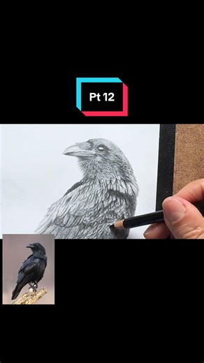 Realistic Raven Pencil Drawing - Part 12