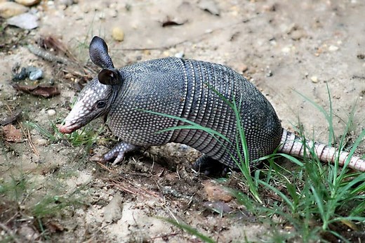 Armadillos in Tennessee (Facts, Info, and Pictures) - Wildlife Informer