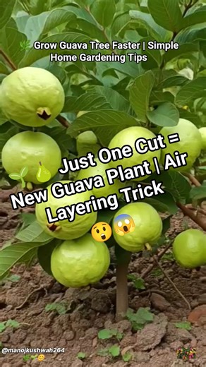 🌿Grow Guava Tree FAST with These Pro Tips #guava #fruittree #gardening
