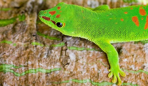 International Day for Biological Diversity | United Nations