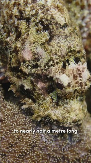Meet the Scorpionfish