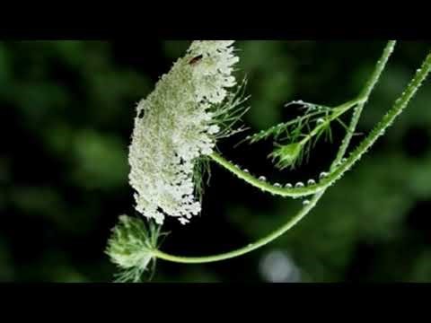 Forest Sounds | Relaxing Sounds Of Nature | Rainstorm