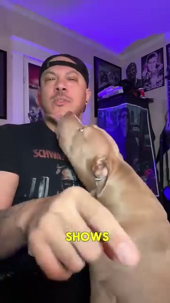 Wolfpack! We have VIP Meet & Greets available for the first time in a very long time for our upcoming US Tour w/ P.O.D., Norma Jean, and Blind Channel. We can not wait to hang with you all. (Cute puppies not included in VIP experience 😉) https://badwolvesnation.com/pages/tour Bad Wolves Meet & Greet Package: One general admission ticket Early entry into the venue Exclusive meet & greet with Bad Wolves Personal photograph with Bad Wolves Autographed set list Excusive VIP merchandise item (tbd) O