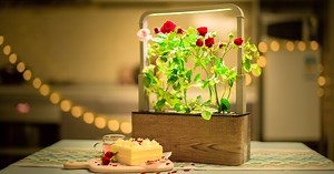 Nature Box: Smart, Simple, Renewable Indoor Garden