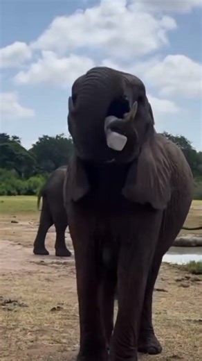 One of Lima Lima’s greatest interests is food. She is and always has been delightfully greedy.