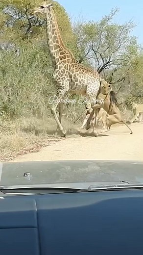 27 reactions · 153 shares | World animal Nature videos lion...