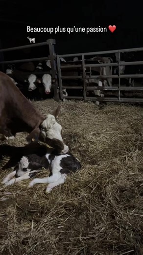 Une année 2023 exceptionnelle ❤️ Place maintenant a 2024 🚜🐄🫶 #pourtoi #vache #montbeliarde #farmlife #CapCut #naissance #france🇫🇷 #robots #fillionremorque #masseyferguson #fendt #johndeere #holsteincows #primholsteinfrance